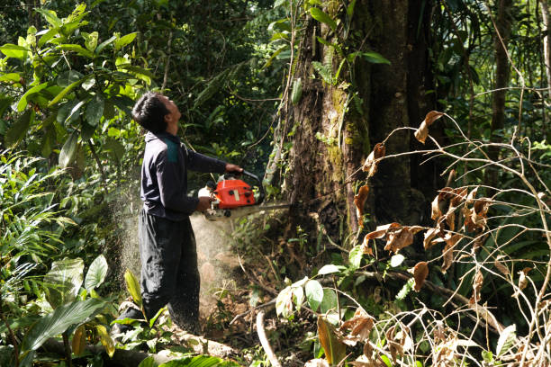 Best Arborist Services Near Me  in Snyderville, UT